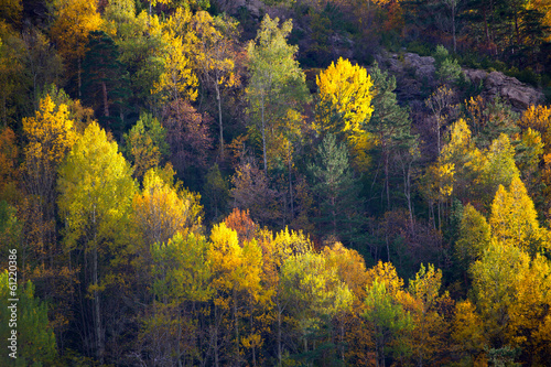Autumn forest in Pyrenees Valle de Ordesa Huesca Spain