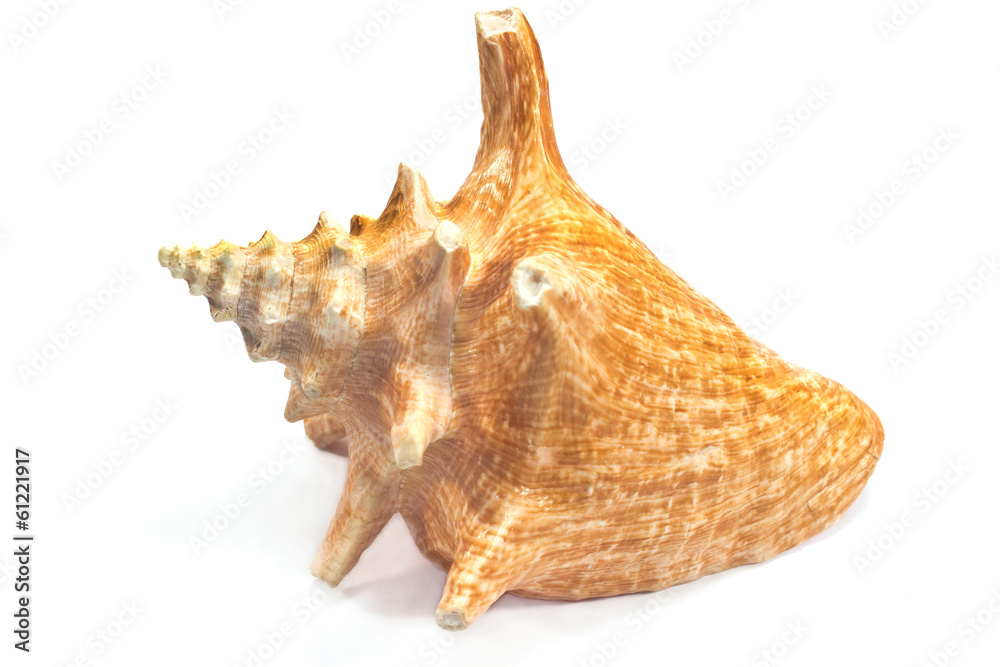 Marine sea shell isolated on white Marine sea shell isolated on white