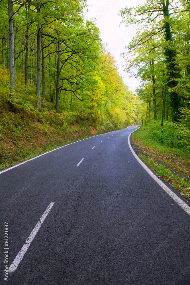 Pyrenees curve road in forest