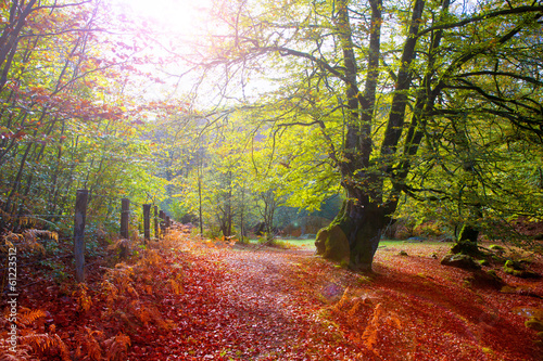 Fototapeta Naklejka Na Ścianę i Meble -  Autumn Selva de Irati beech jungle in Navarra Pyrenees Spain