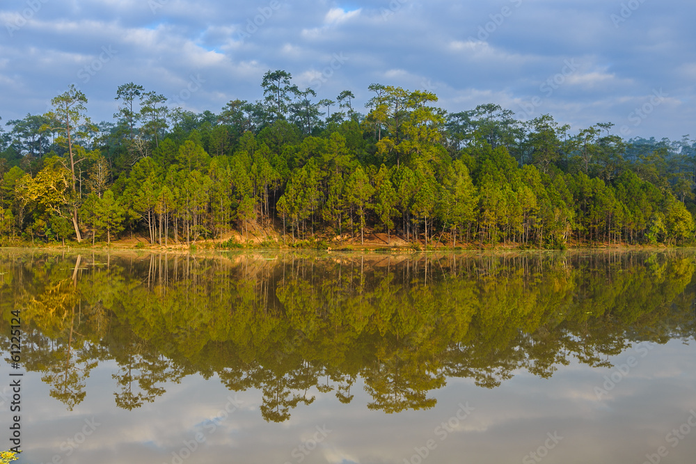 water reflection of pine tree in reservior water reflection of pine tree in reservior