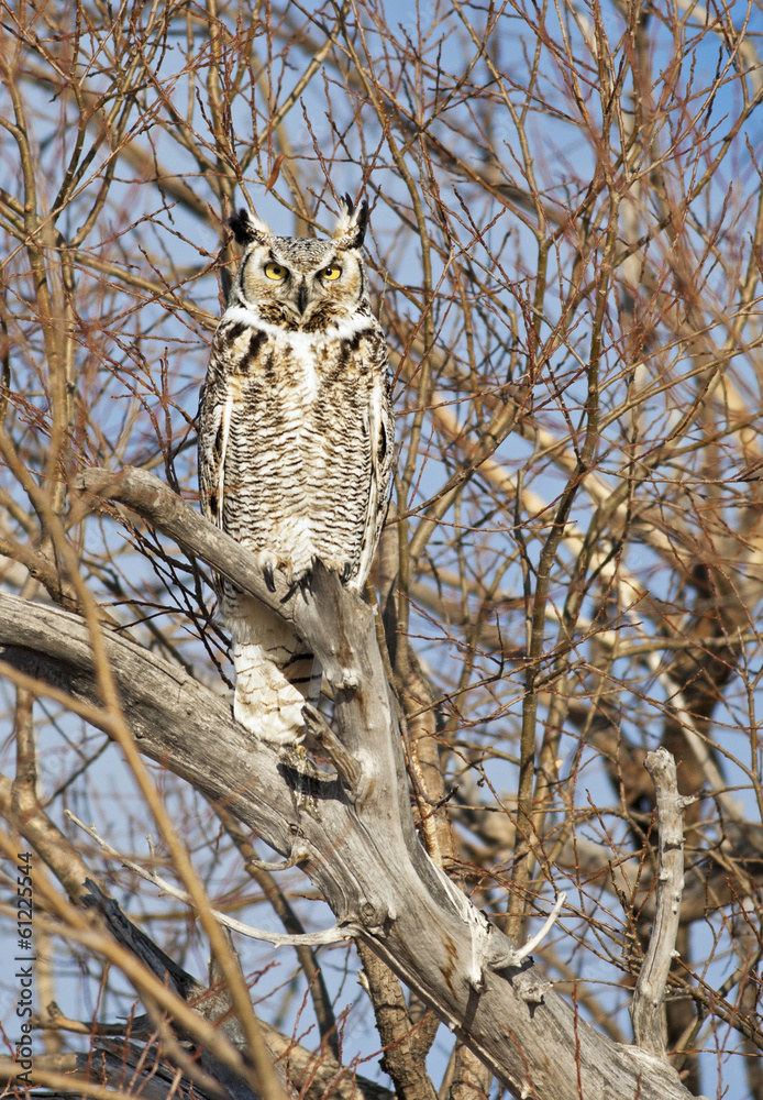 Obraz premium Great Horned Owl