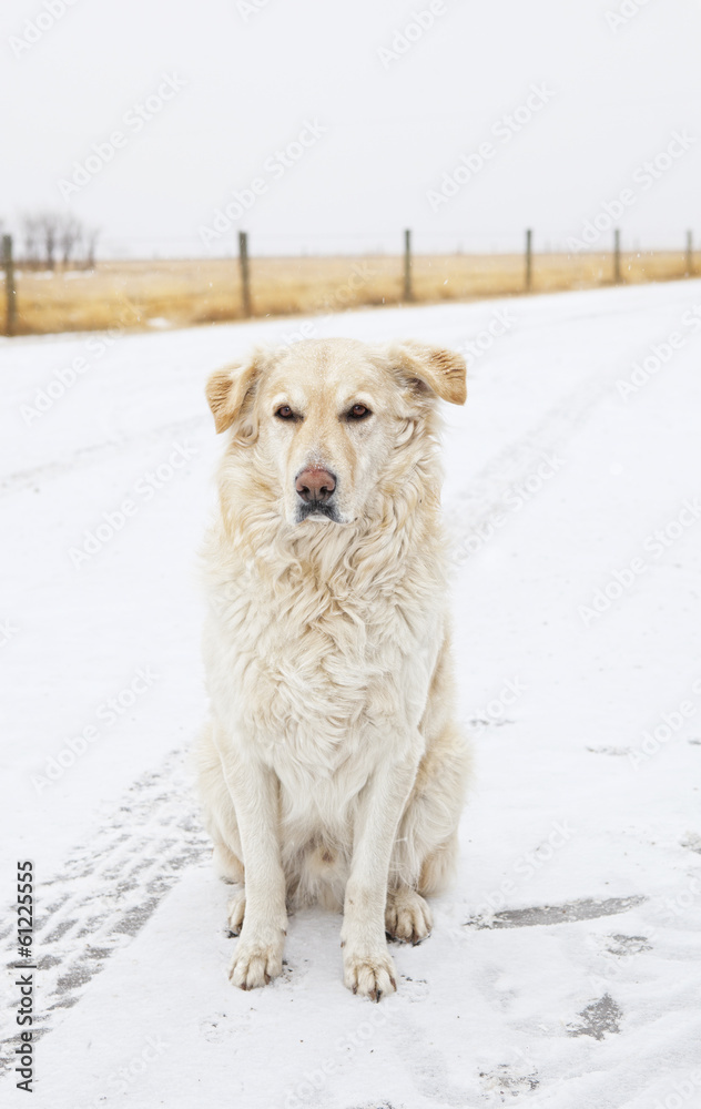 Golden Lab in Snow Golden Lab in Snow
