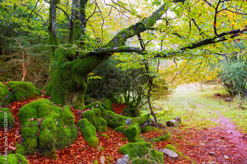 Fototapeta Naklejka Na Ścianę i Meble -  Autumn Selva de Irati beech jungle in Navarra Pyrenees Spain