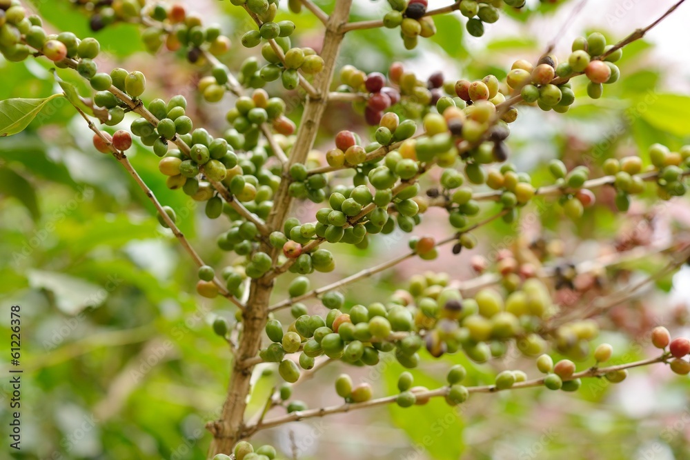 Coffee beans ripening on tree in North of thailand