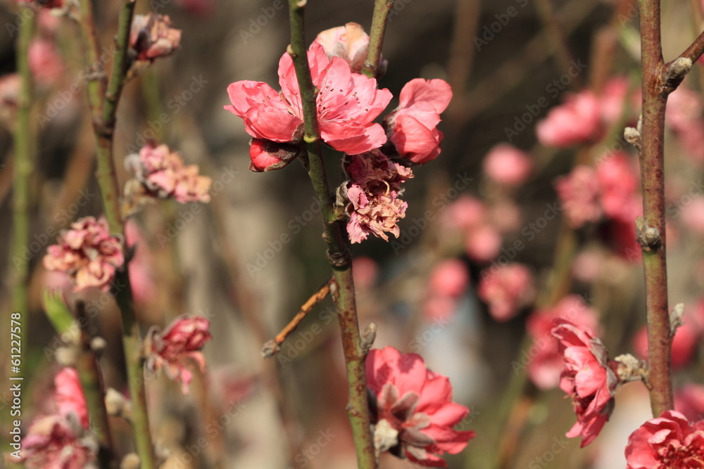 Peach blossom in spring for the Chinese Lunar Year Peach blossom in spring for the Chinese Lunar Year