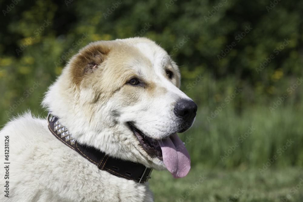 Central Asian Shepherd Dog Central Asian Shepherd Dog