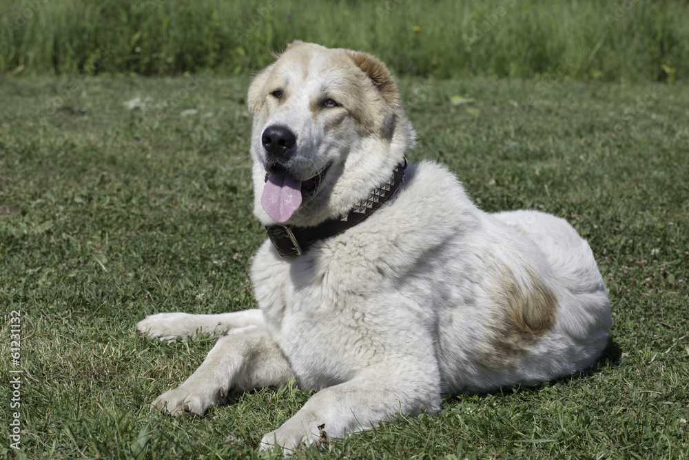 Central Asian Shepherd Dog Central Asian Shepherd Dog