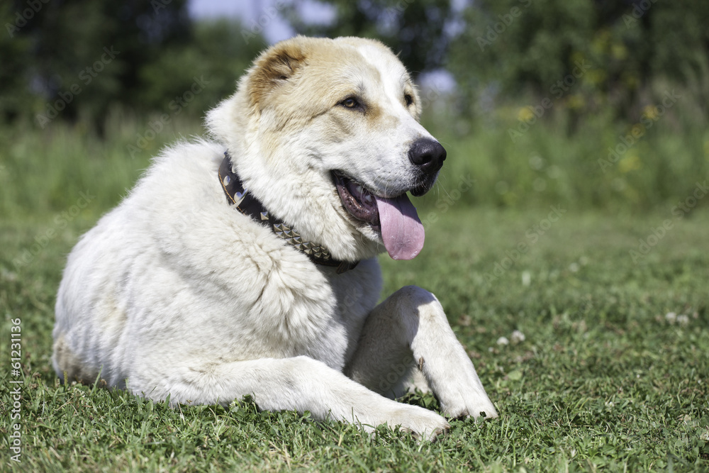 Central Asian Shepherd Dog