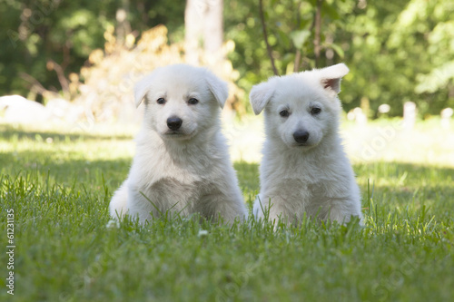 two White Swiss Shepherds puppies