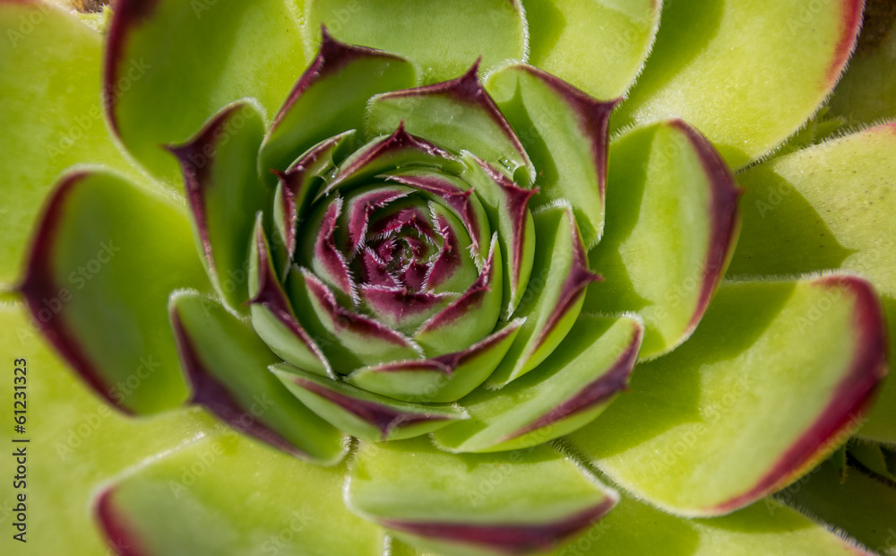 Aeonium arboreum Aeonium arboreum