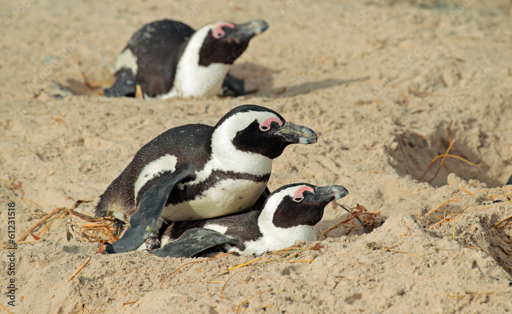 Fototapeta premium African penguins nesting in sand