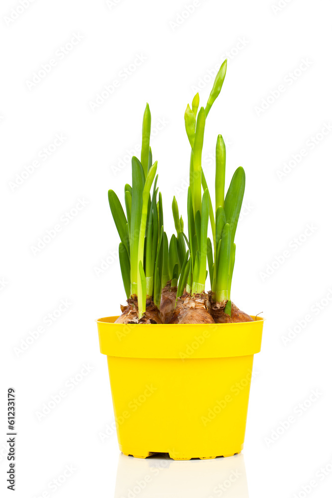 spring bud narcissus flowers in pot on white background spring bud narcissus flowers in pot on white background