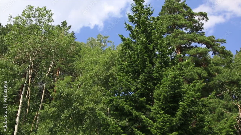 Beautiful vegetation on the hillside of Mount Tserkovka