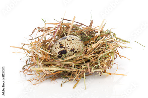 quail egg in nest isolated on white background