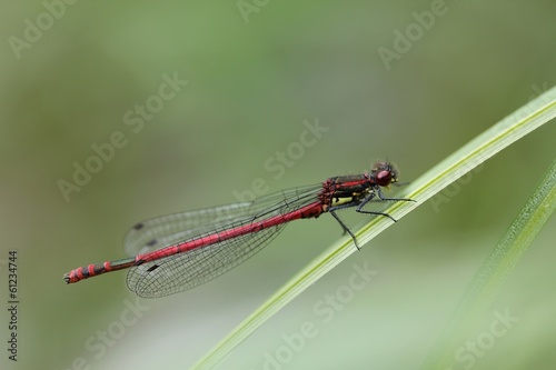Frühe Adonislibelle / Early Adonis dragonfly