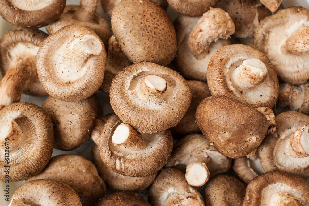 Fresh mushroom