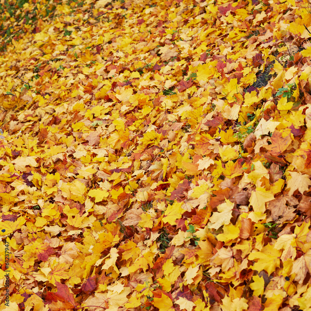 Surface covered with maple leaves