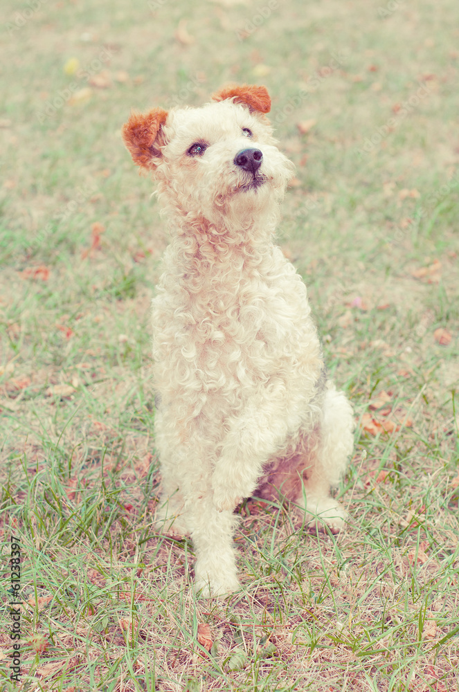 Fox terrier dog sitting in the grass