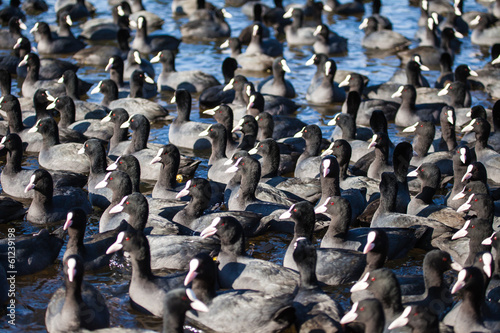 flock of coots ( fulica atra ) on frozen lake