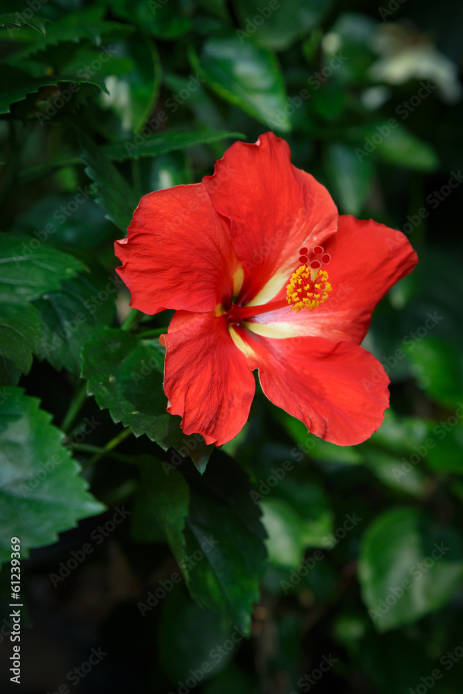red Hibiscus flower in garden red Hibiscus flower in garden