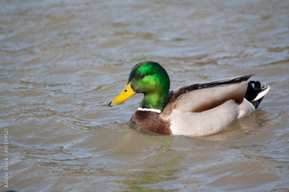 Canard colvert sur l'étang Canard colvert sur l'étang