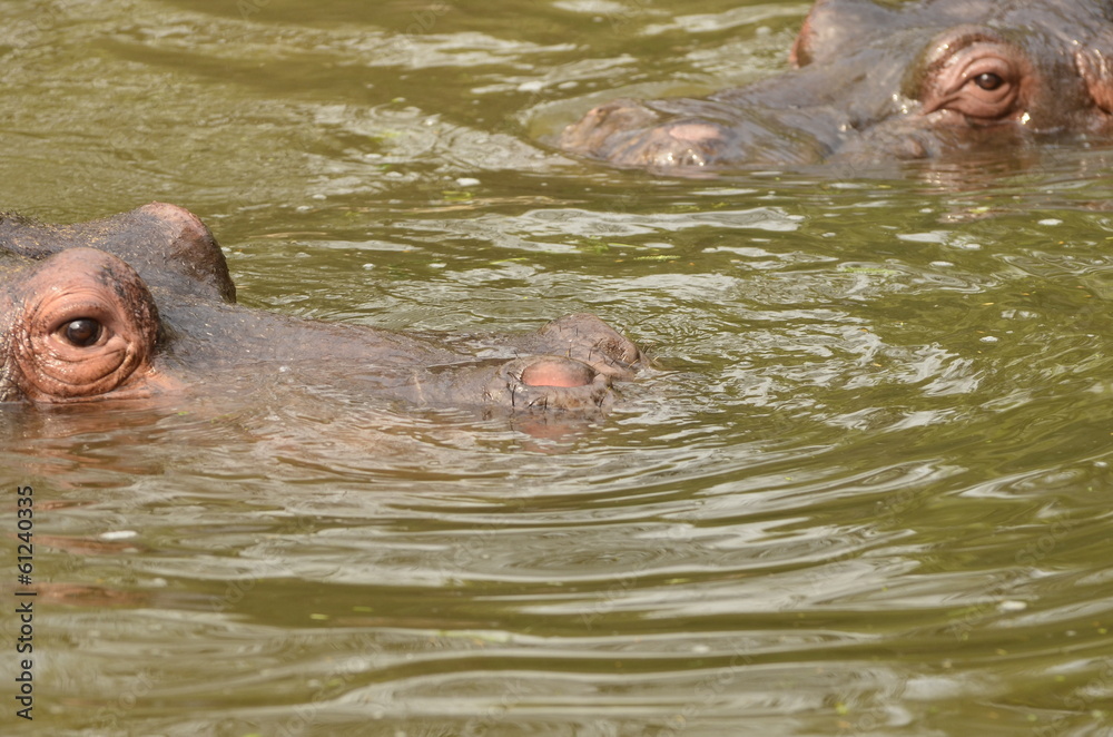 Fototapeta premium hippopotamus having fun in water