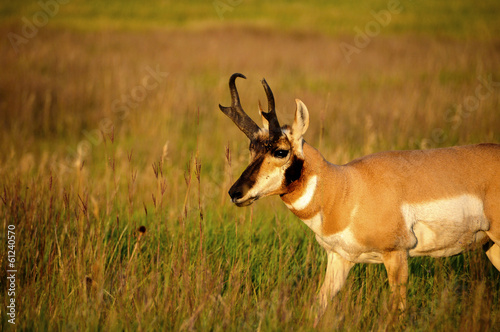 Antelope © bonniefink