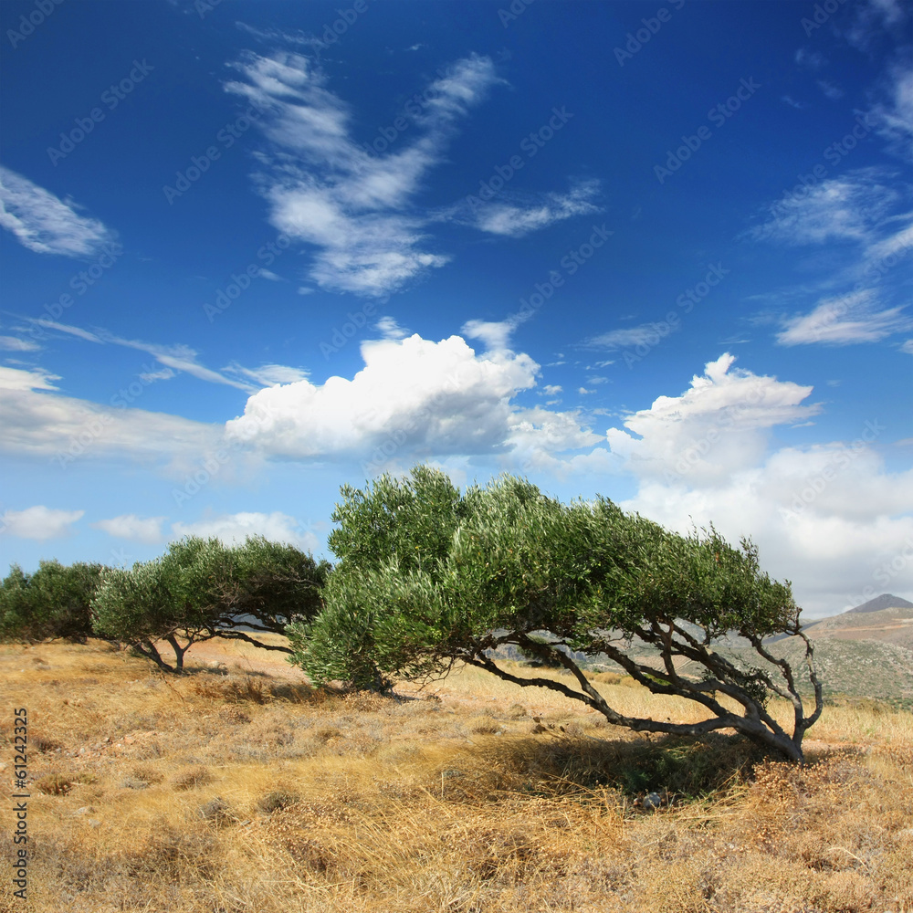 Greece - Crete - Olive trees bend by the wind - obrazy, fototapety, plakaty 