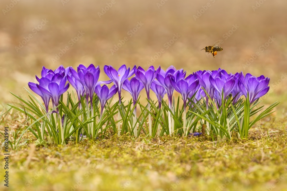 Honeybee (Apis mellifera), bee flying over the crocuses - obrazy, fototapety, plakaty 
