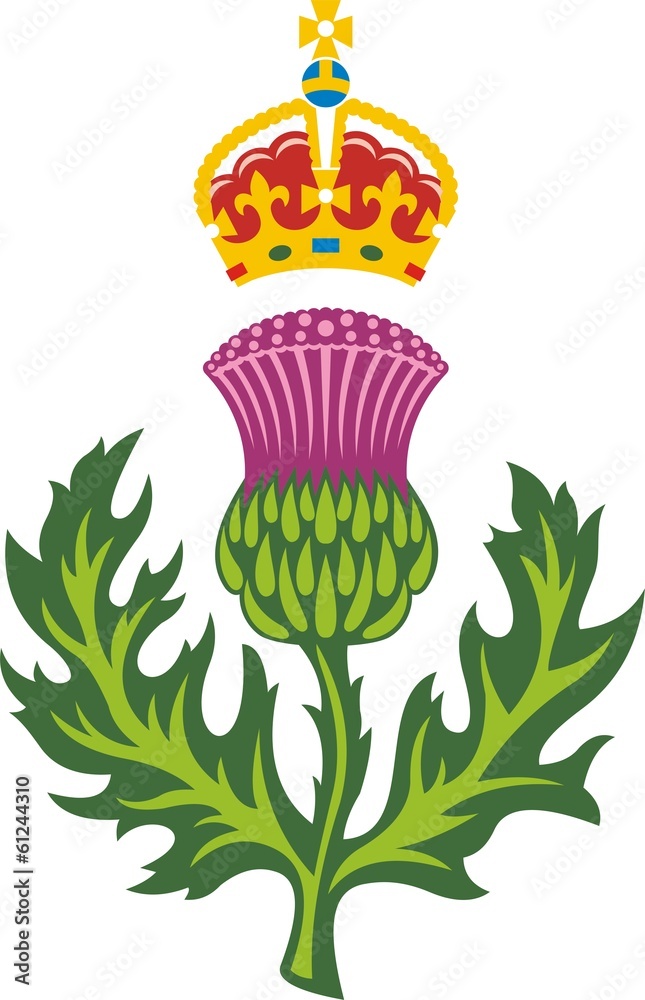Scottish Thistle Symbol Of Scotland Stock Illustration Adobe Stock scottish-thistle-symbol-of-scotland-stock-illustration-adobe-stock