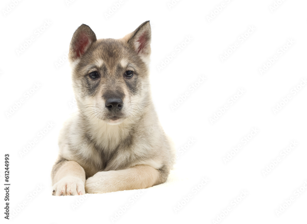 puppy looks puppy looks