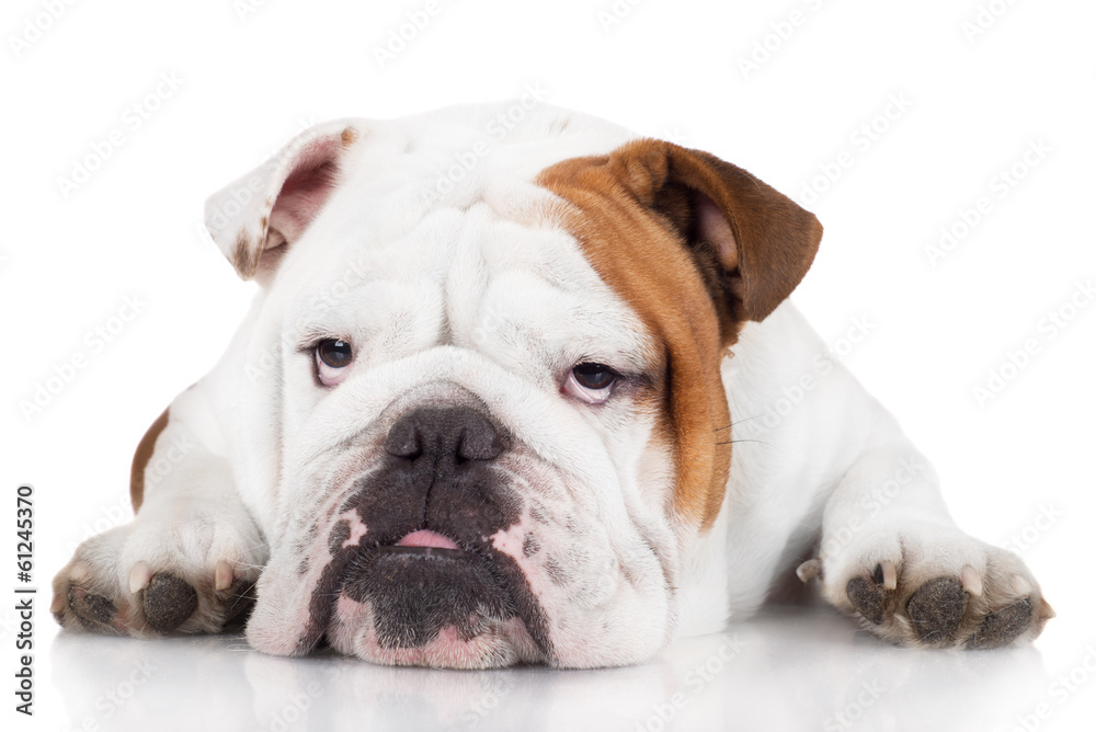 sad english bulldog dog