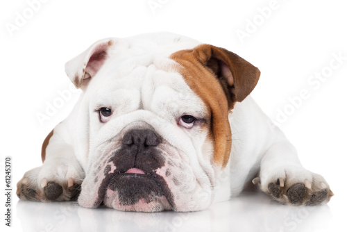 sad english bulldog dog © otsphoto