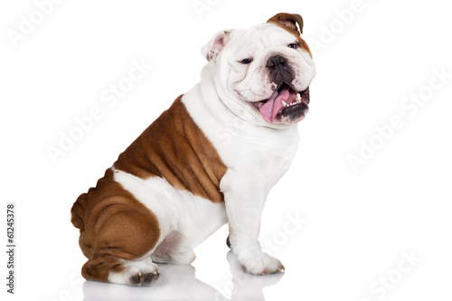 cheerful english bulldog