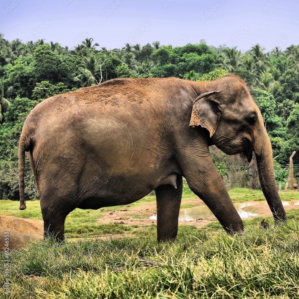 Fototapeta premium elephant in the jungle