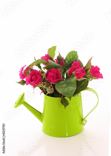 Beautiful rose flowers in watering can isolated on white