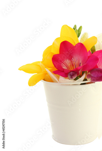 Beautiful freesia flowers in bucket isolated on white
