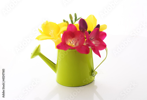 Beautiful freesia flowers in watering can isolated on white