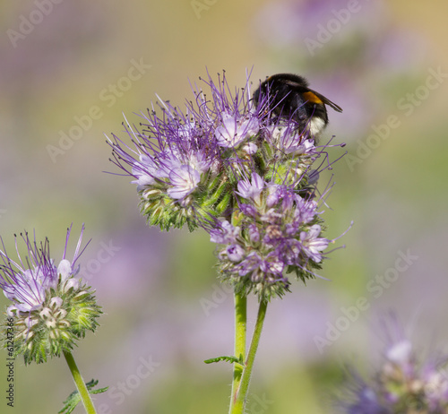 Bumblebee on the phacelia flower