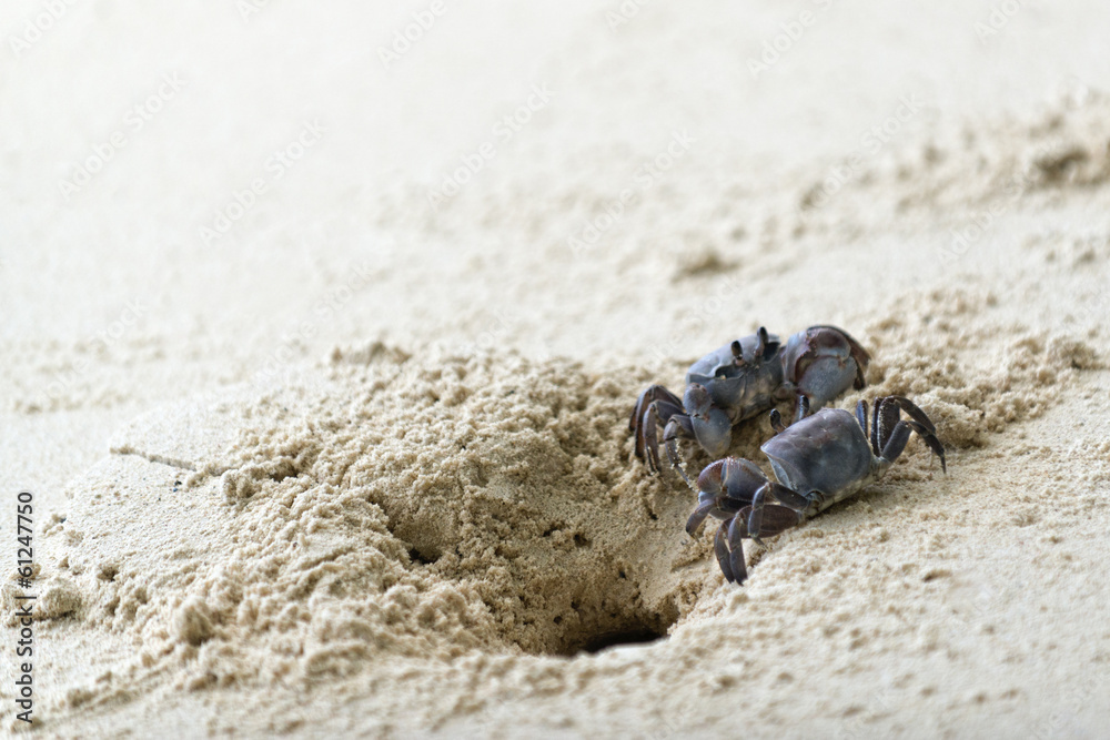 ghost crabs on white sand beach