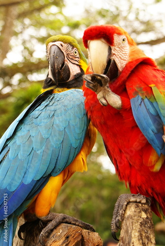 Couple of macaw parrots © Lukasz Janyst
