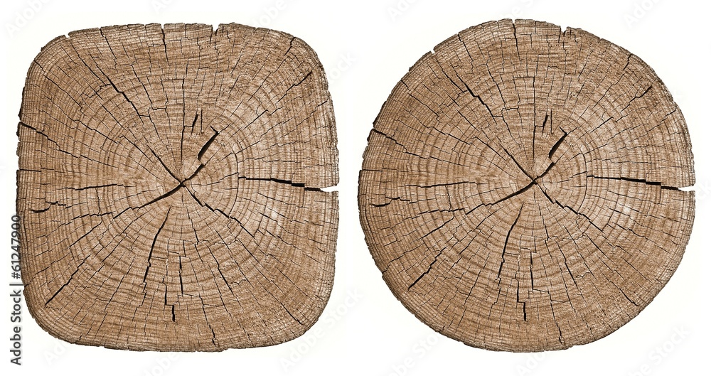 Cross section of tree trunk showing growth rings on white Stock Photo ...