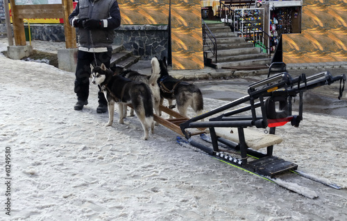 Team of dogs ready pulling dogsled in Borovetz resort, Bulgaria