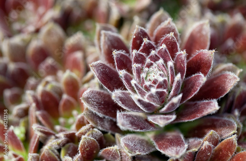 Purple sempervivum plant
