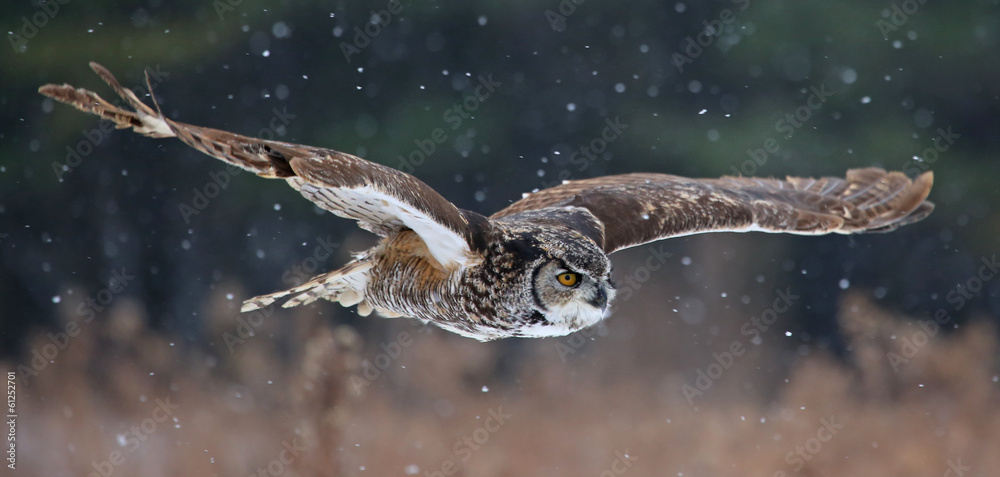 Gliding Great Horned Owl