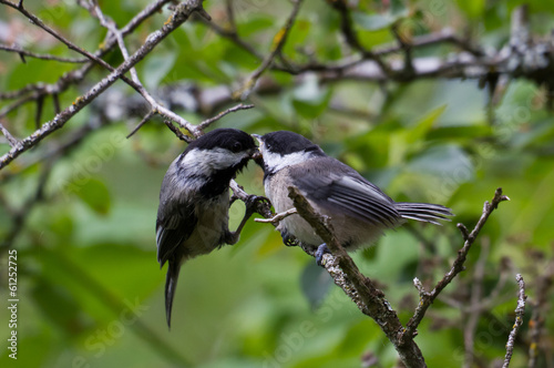 Black capped Chickadee photo