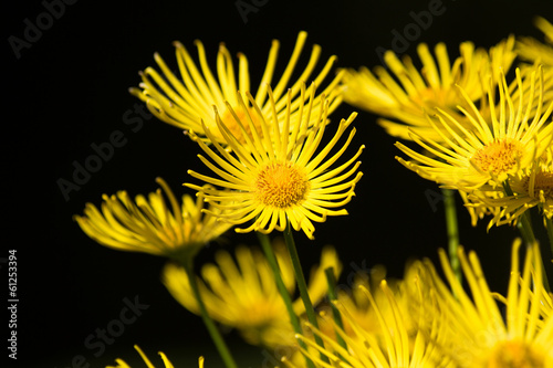 Yellow Flower