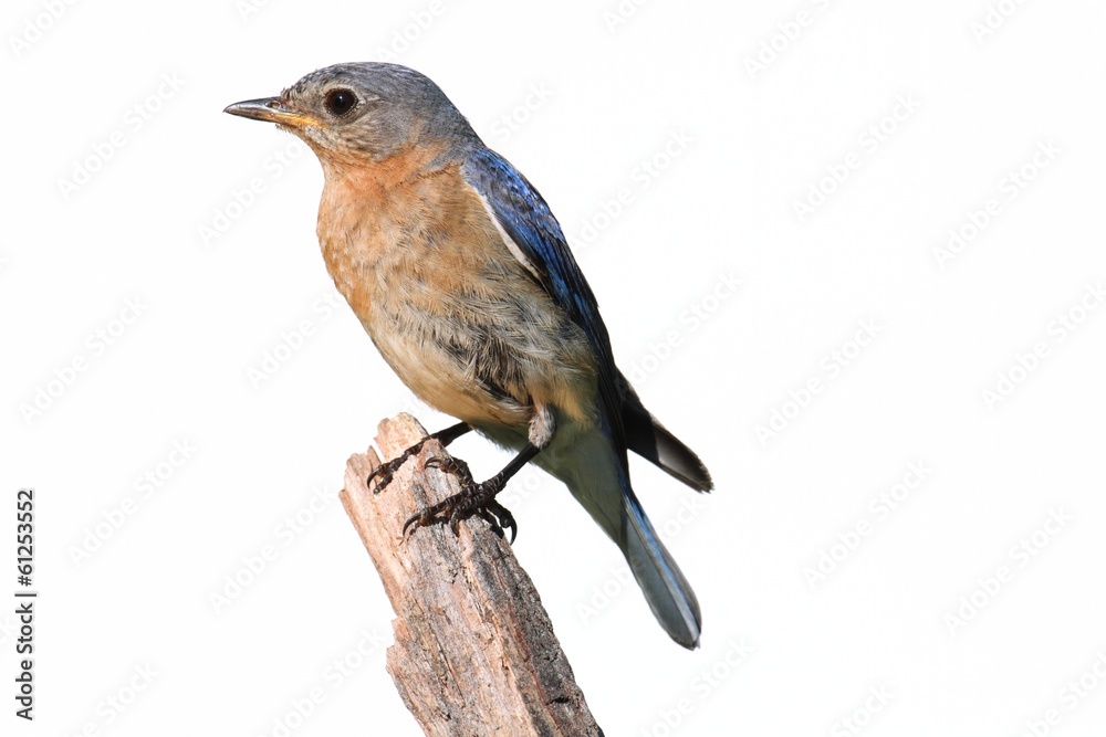 Isolated Female Bluebird On A Perch With A White Background Isolated Female Bluebird On A Perch With A White Background