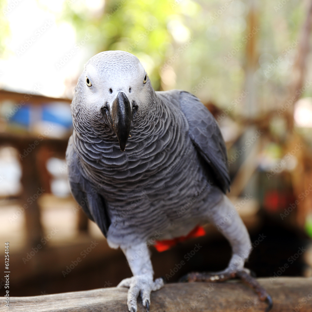 Obraz premium Grey Parrot